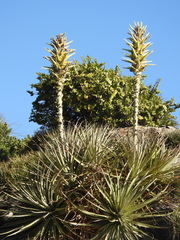 Puya chilensis