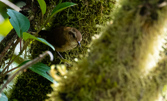 Troglodytes solstitialis