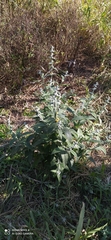 Buddleja stachyoides