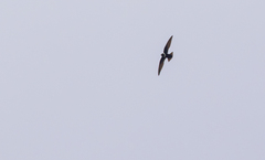 Streptoprocne zonaris