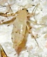 Chaoborus punctipennis