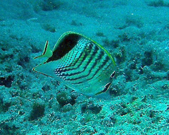 Chaetodon paucifasciatus