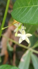 Blepharodon mucronatum