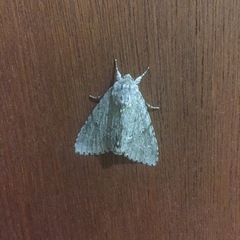 Acronicta americana
