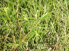 Chamaecrista nictitans