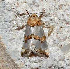 Schinia chrysellus