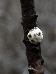 Ceroplastes sinensis