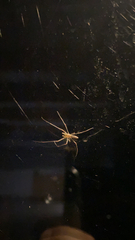Tetragnatha