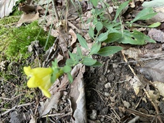 Aureolaria virginica