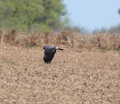 Rostrhamus sociabilis