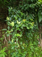 Mussaenda formosanum