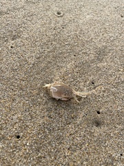 Emerita analoga