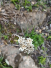 Pseudognaphalium viravira