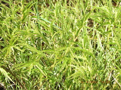 Chamaecrista nictitans