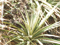Puya chilensis