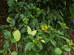 Mussaenda formosanum