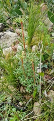 Isopogon ceratophyllus