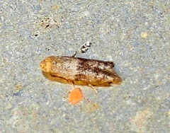 Pigritia