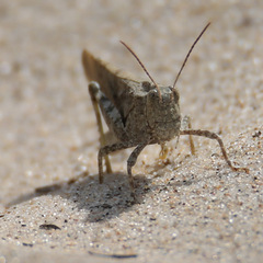 Trimerotropini