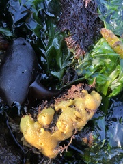 Halichondria panicea