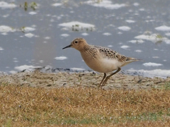 Calidris subruficollis
