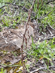 Pseudognaphalium viravira