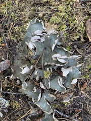 Peltigera aphthosa
