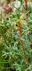 Isopogon ceratophyllus