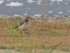 Calidris subruficollis