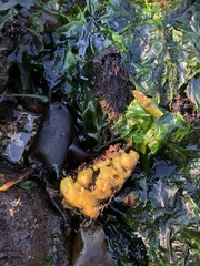 Halichondria panicea