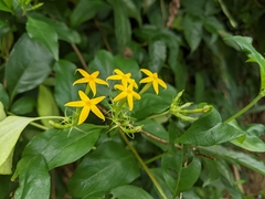 Mussaenda formosanum