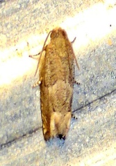 Epiblema strenuana