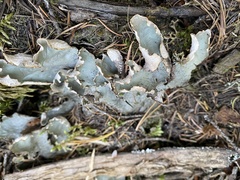 Peltigera aphthosa