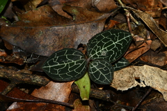 Anoectochilus formosanus