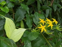 Mussaenda formosanum