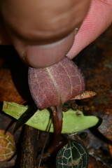 Anoectochilus formosanus