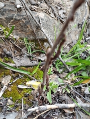 Pseudognaphalium viravira