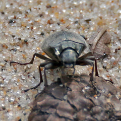 Bothrotes canaliculatus