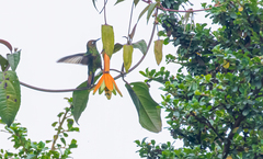 Opisthoprora euryptera