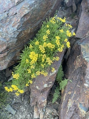 Artemisia inaequifolia