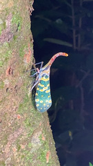 Pyrops candelaria