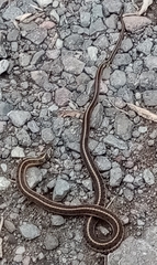 Thamnophis scalaris