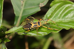 Zelus armillatus