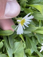 Erigeron garrettii