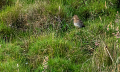Gallinago nobilis