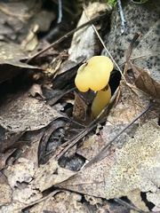 Leotia lubrica