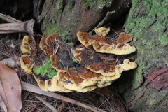 Fuscoporia torulosa