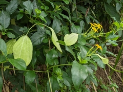 Mussaenda formosanum