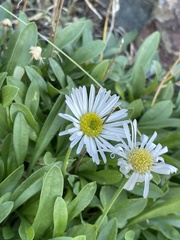 Erigeron garrettii
