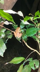 Polypedates megacephalus